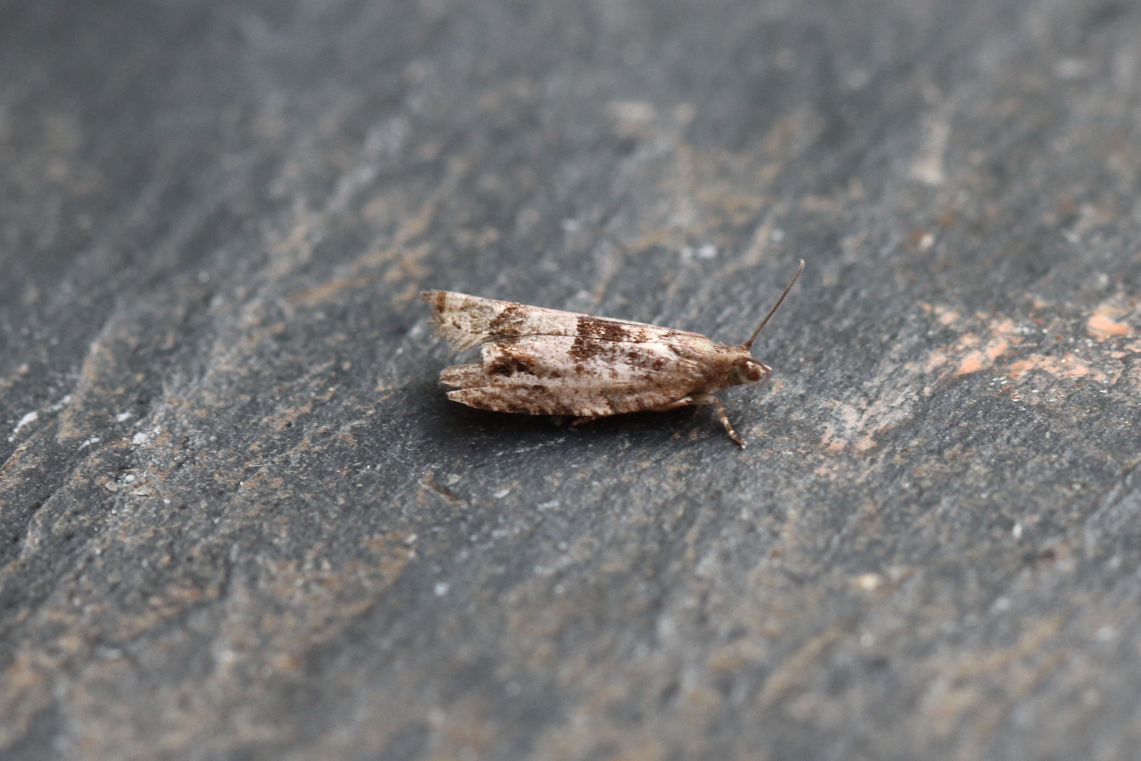 Photo of Holly Tortrix (Rhopobota naevana)